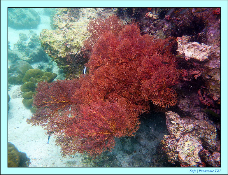 2011 - 07 - Koh Lipe 62